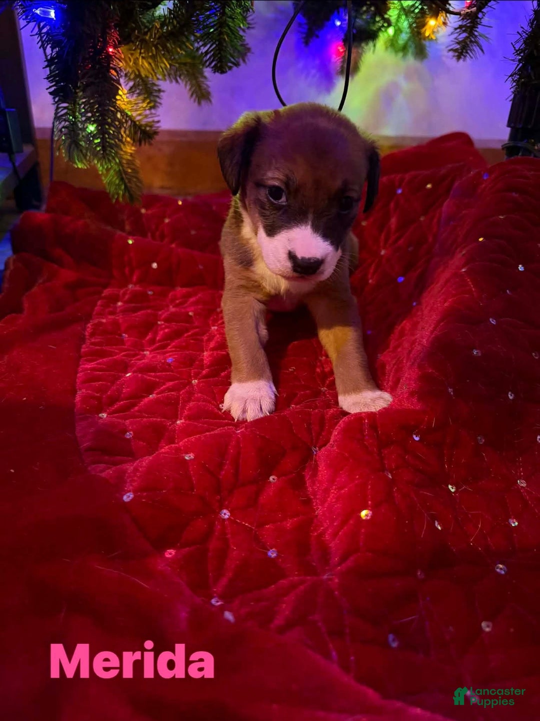 Collie dogs for sale: Collie Puppy 4 - Ad 1