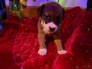 Collie dogs Collie Puppy 4 - Ad 1