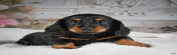 Miniature Dachshund dogs for sale: AKC-Gibson - Ad 5