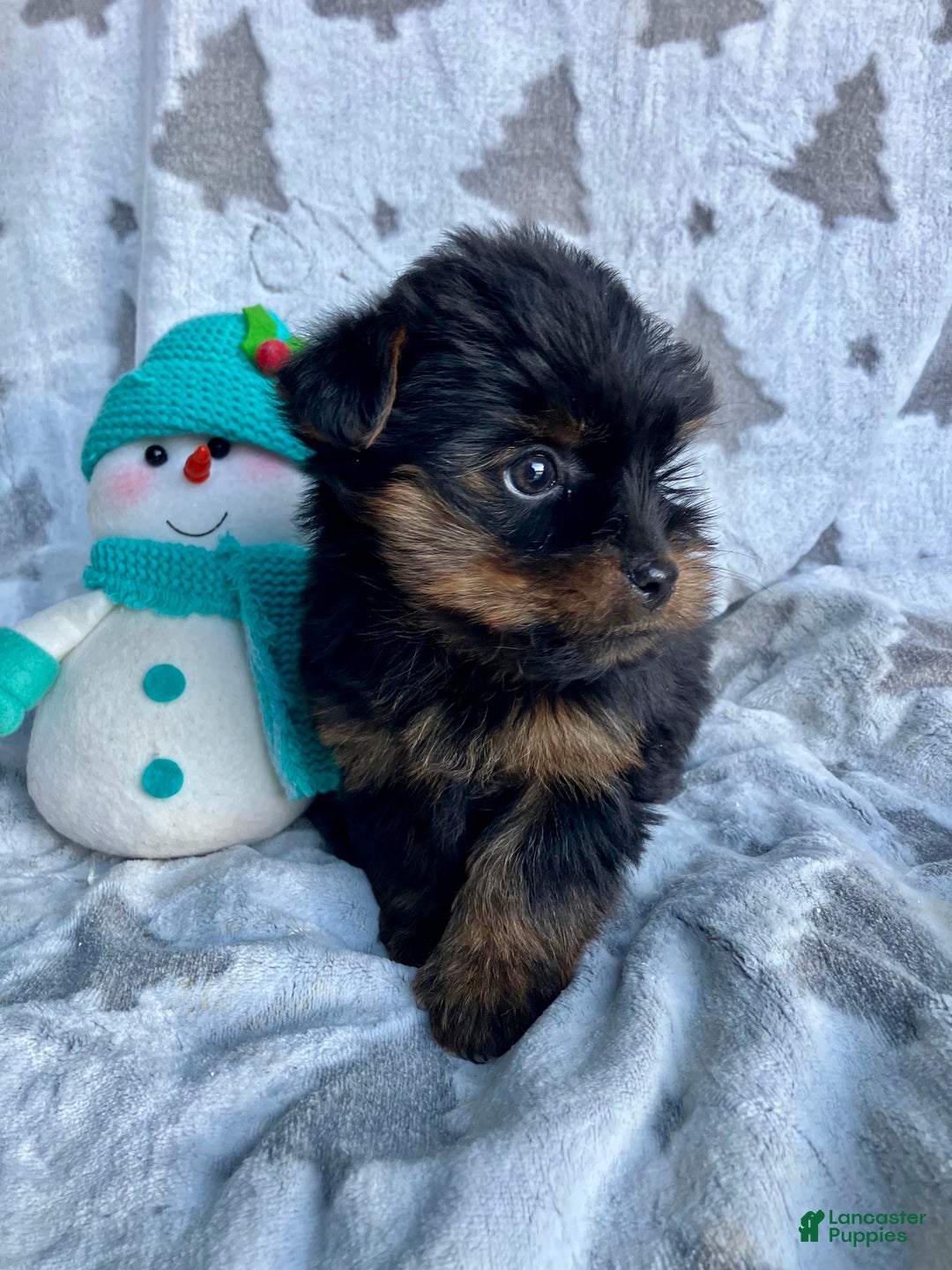 Yorkshire Terrier dogs for sale: Scout - Ad 3