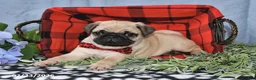 Pug dogs for sale: Calvin - Ad 3