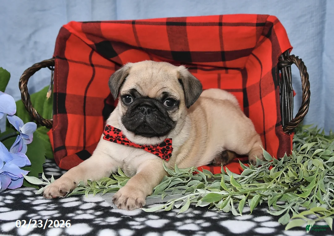 Pug dogs for sale: Calvin - Ad 3