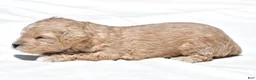 Mini Goldendoodle dogs for sale: Nancy - Ad 8