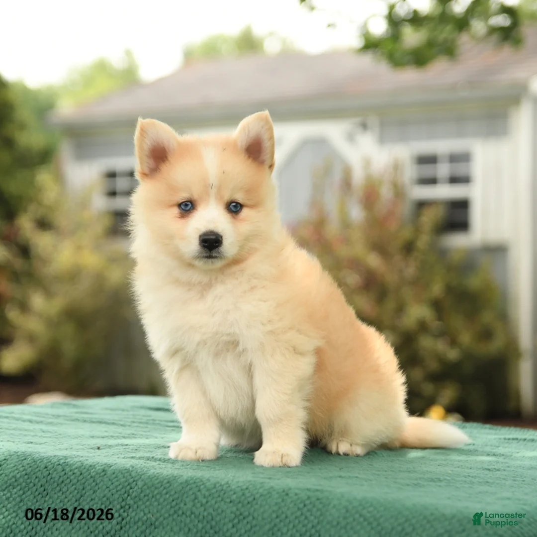 Pomsky dogs for sale: Kade - Ad 1