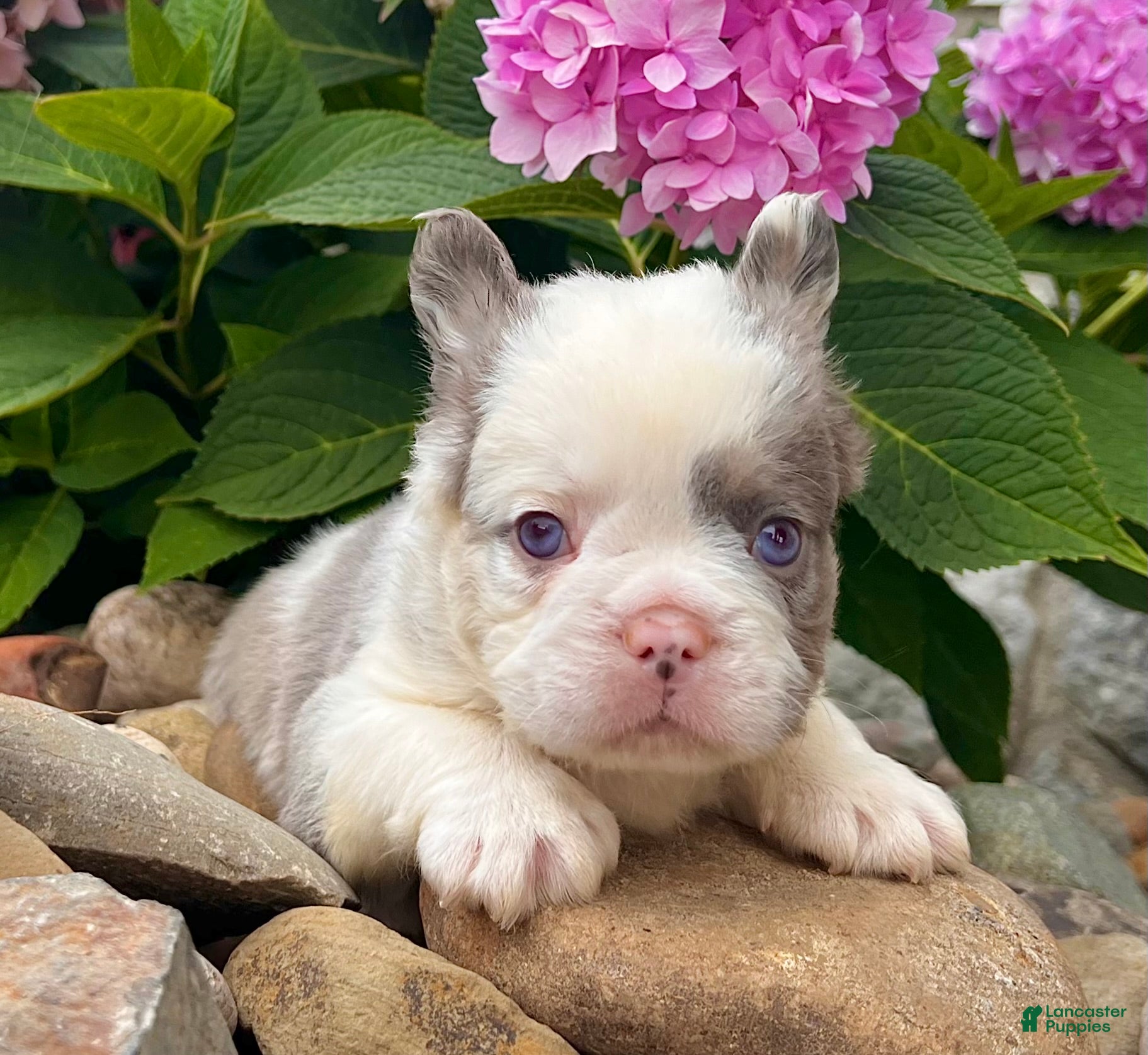 French Bulldog dogs Dakota  - Ad 2
