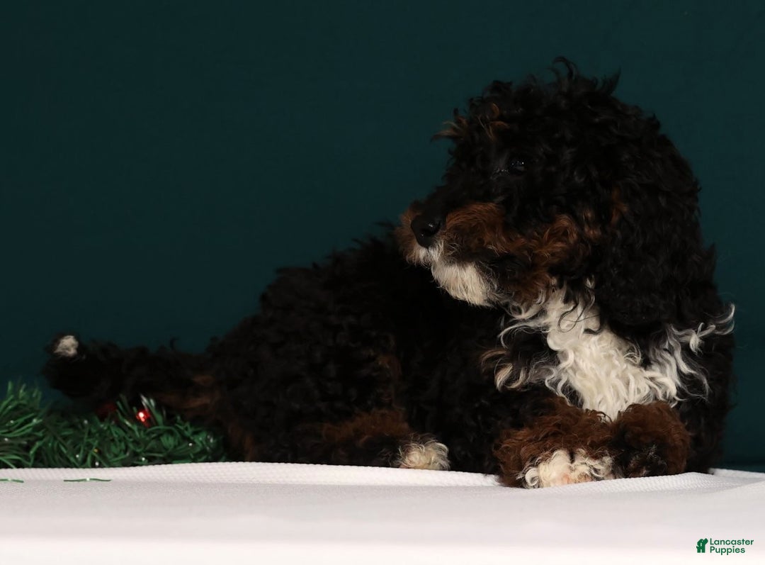 Mini Bernedoodle dogs for sale: Almond - Ad 10
