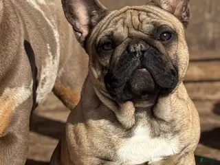 French Bulldog dogs for sale: Hinge - Ad 2