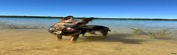 Gerberian Shepsky dogs for sale: Gerberian Shepsky 3 - Ad 8