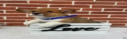 Welsh Corgi Pembroke dogs for sale: Beau - Ad 3