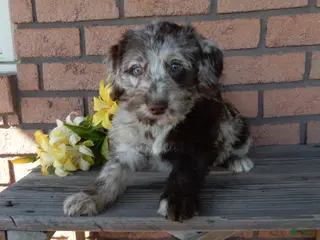 Labradoodle dogs Ella - Ad 18