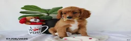 Cavapoo dogs for sale: Sadie - Ad 3