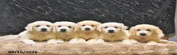 Golden Retriever dogs for sale: Moe  - Ad 5