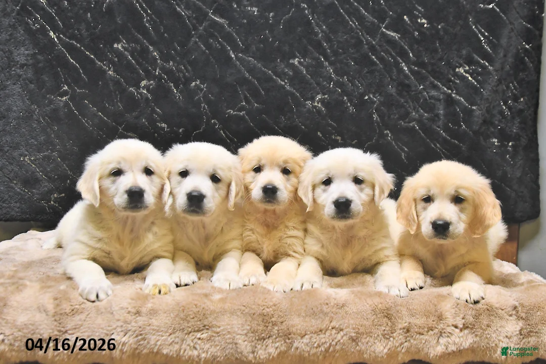 Golden Retriever dogs for sale: Moe  - Ad 5
