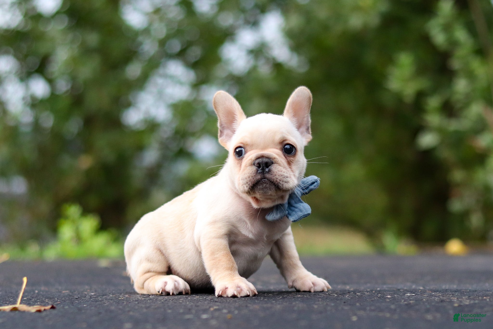 French Bulldog dogs for sale: Koby - Ad 1