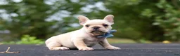 French Bulldog dogs for sale: Koby - Ad 1