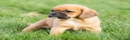 Puggle dogs for sale: Piper - Ad 6