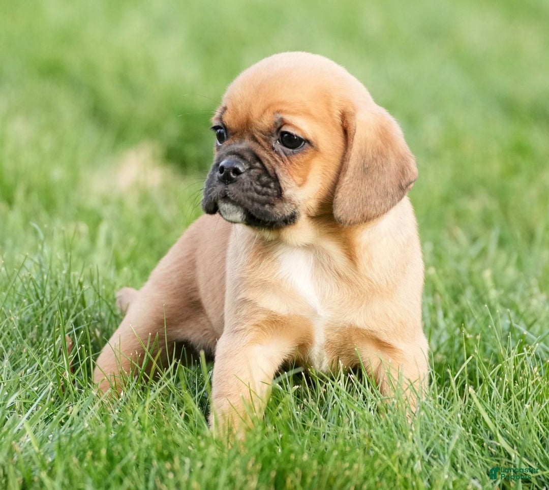 Puggle dogs for sale: Piper - Ad 6