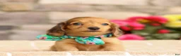 Miniature Dachshund dogs for sale: Millie - Ad 5