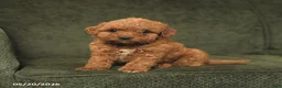 Cockapoo dogs for sale: Hershey - Ad 2
