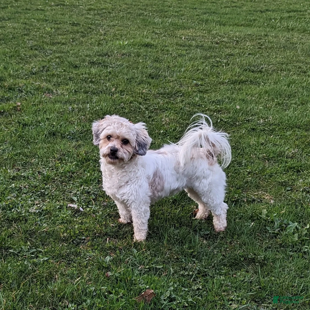 Shihpoo dogs for sale: Leo - Ad 2