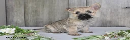 Cairn Terrier dogs for sale: Amber - Ad 4