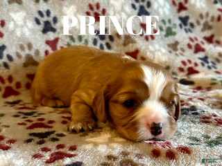 Cavalier King Charles Spaniel dogs Prince - Ad 22