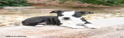 Boston Terrier dogs for sale: Mickey - Ad 3