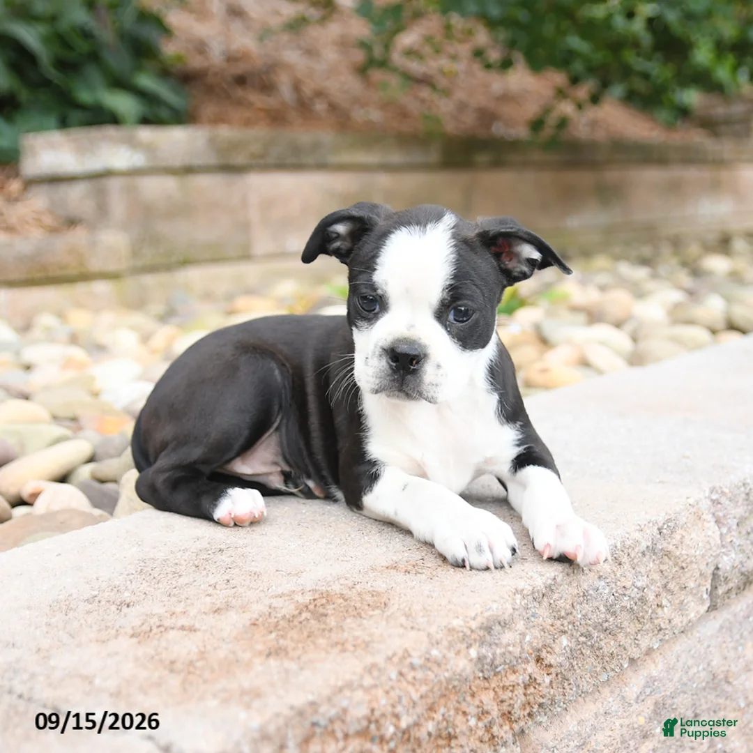 Boston Terrier dogs for sale: Mickey - Ad 3