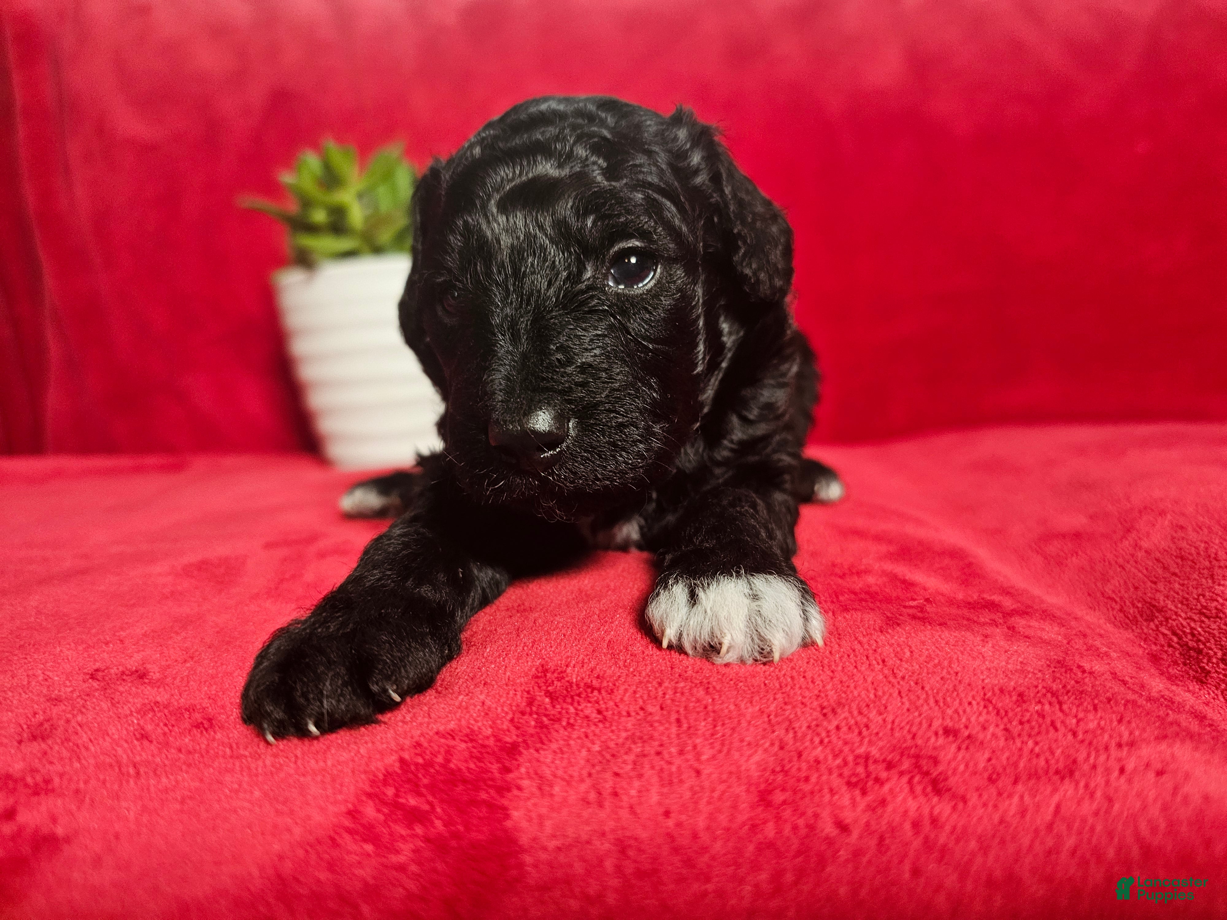 Mini Goldendoodle dogs Licorice - Ad 1
