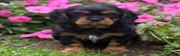 Cavalier King Charles Spaniel dogs for sale: Bonnie  - Ad 13