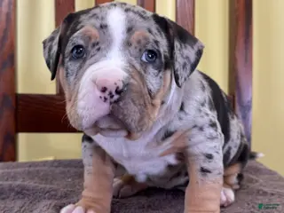 American Bully dogs Emmy - Ad 17