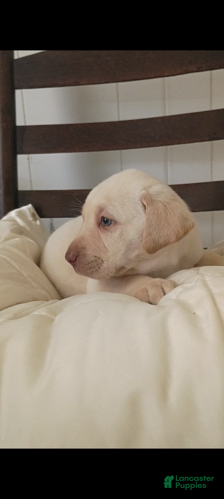 Labrador Retriever dogs Labrador Retriever Puppy 7 - Ad 1