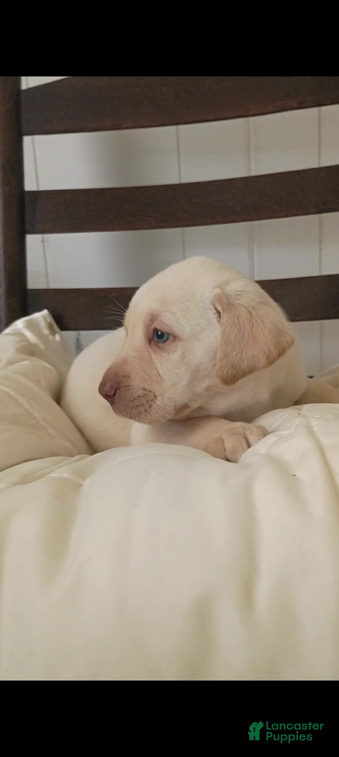 Labrador Retriever dogs for sale: Labrador Retriever Puppy 7 - Ad 1