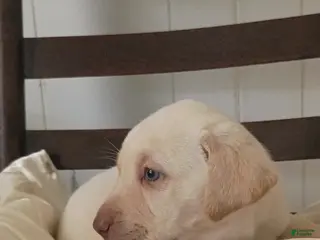 Labrador Retriever dogs for sale: Labrador Retriever Puppy 7 - Ad 1