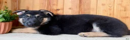 German Shepherd dogs for sale: Percy - Ad 4