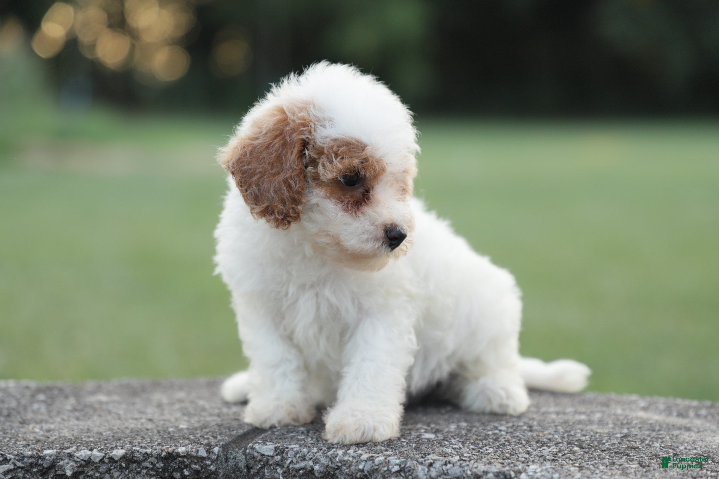 Miniature Poodle dogs Cassy - Ad 2