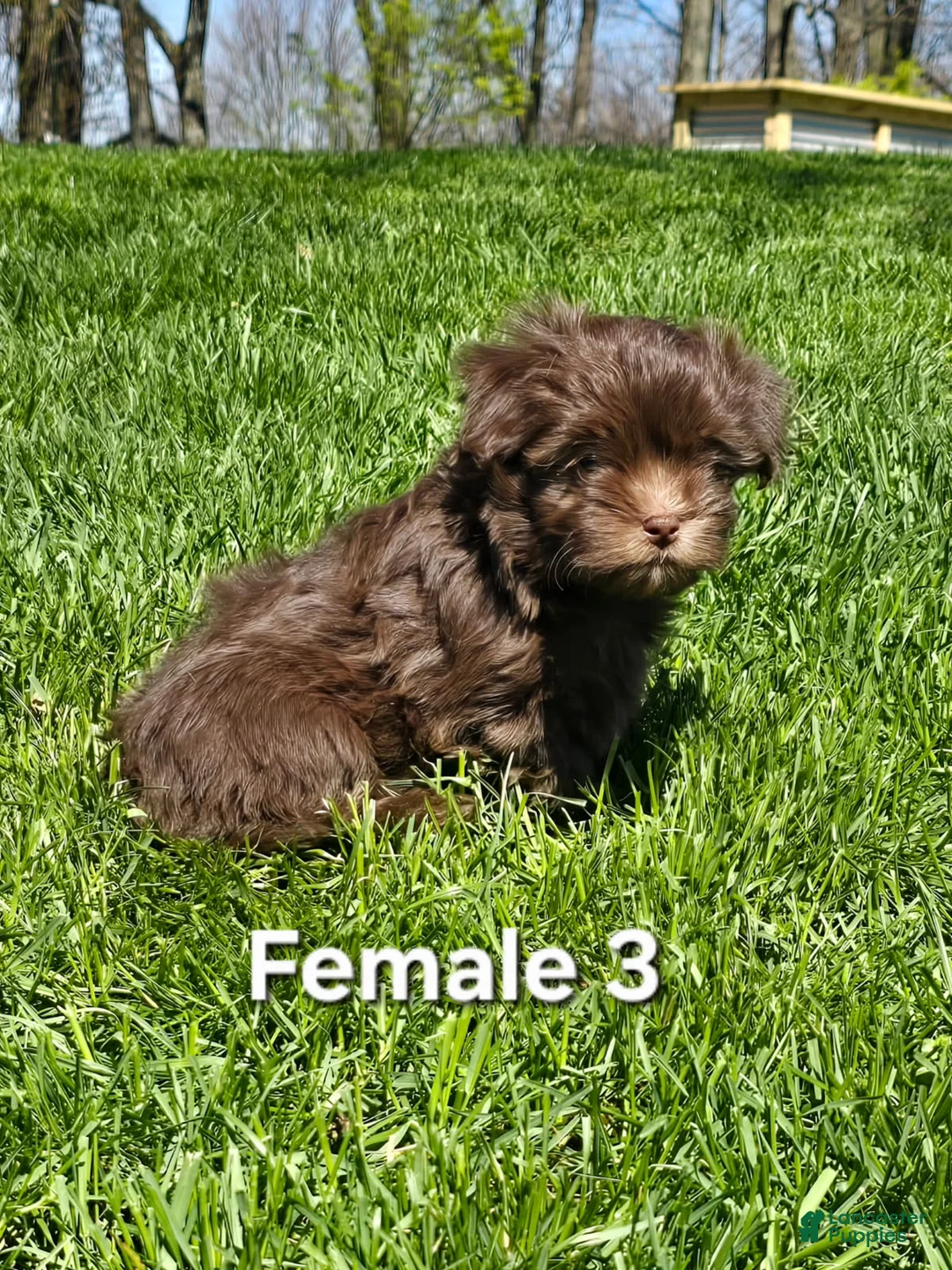 Havanese dogs for sale: Havanese Puppy 3 - Ad 2