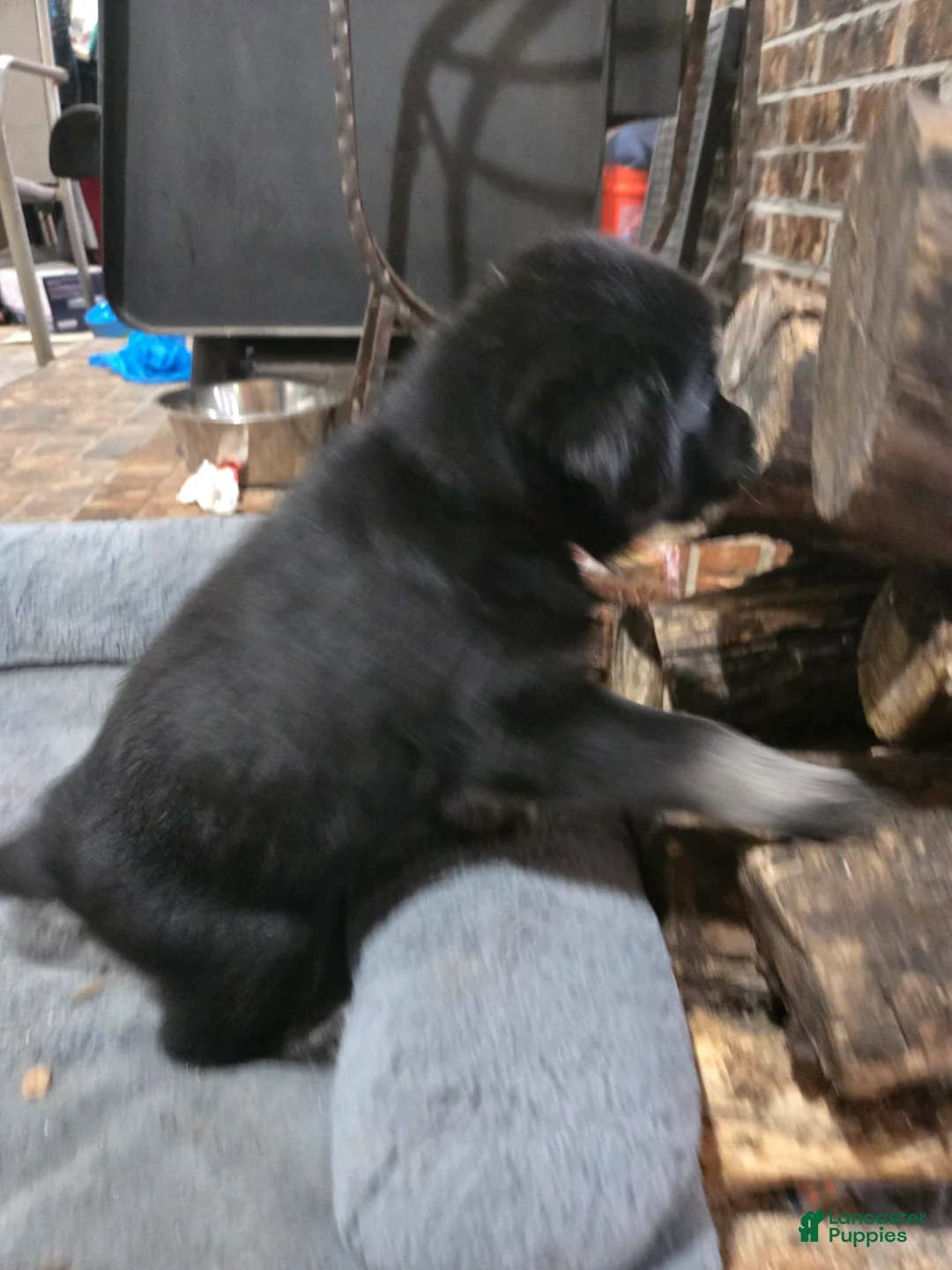 Goberian dogs for sale: Goberian orange Puppy 6 - Ad 3