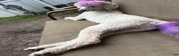 Standard Poodle dogs for sale: Standard Poodle  - Ad 2