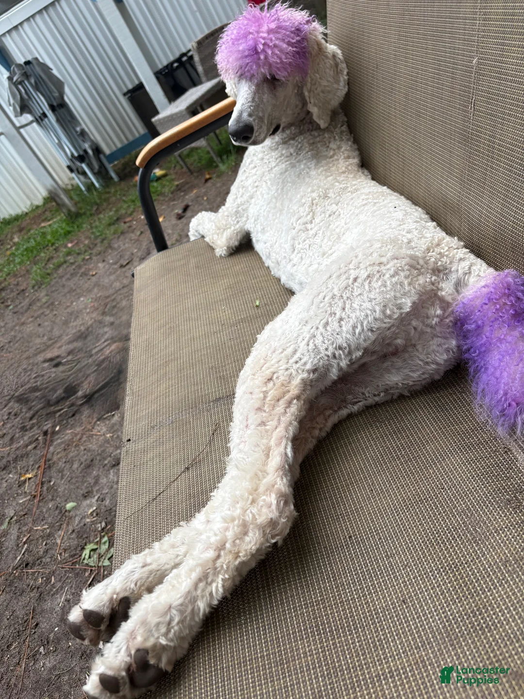 Standard Poodle dogs for sale: Standard Poodle  - Ad 2