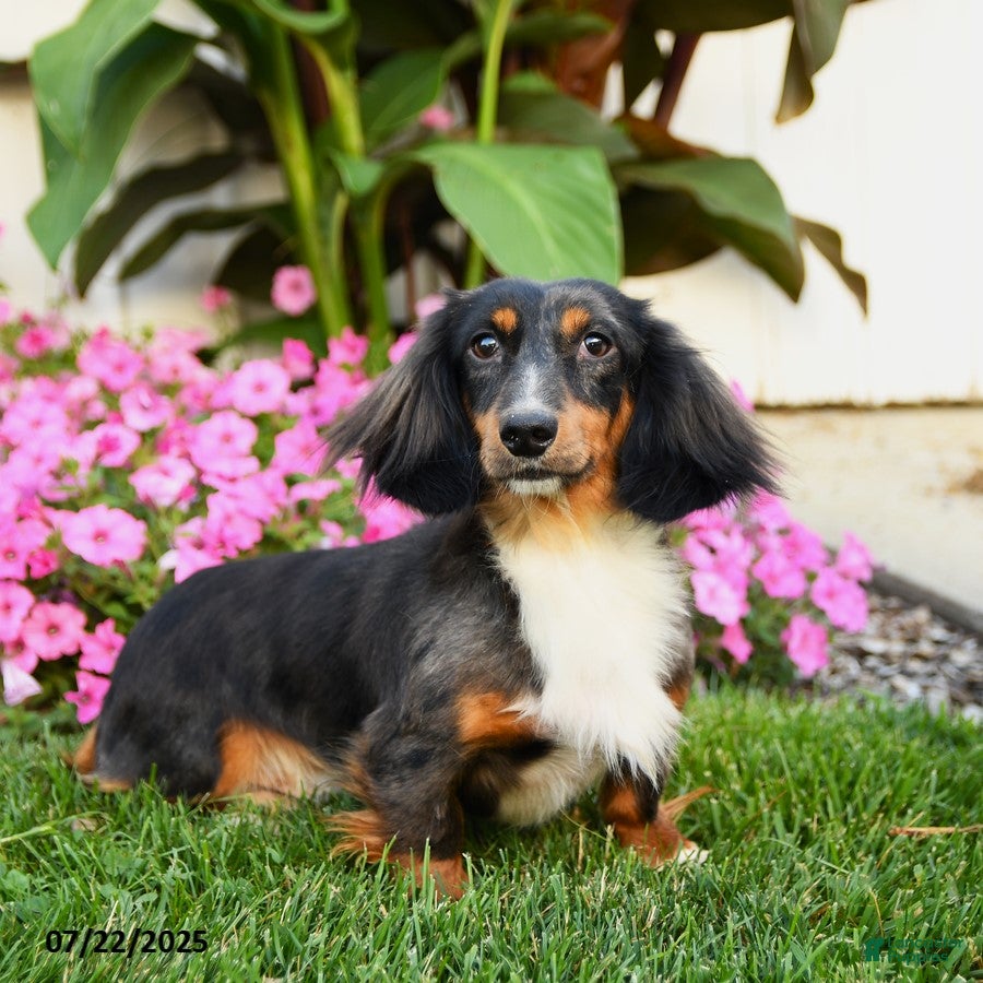 Dachshund dogs Teddy Bear - Ad 29
