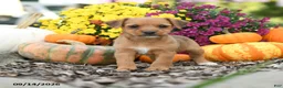 Mixed Breed dogs for sale: Daisy - Ad 3