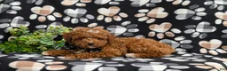 Toy Poodle dogs for sale: Walker 8 lbs Full Grown - Ad 4