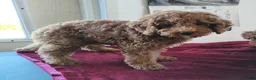 Cavapoo dogs for sale: Kola Bear - Ad 8