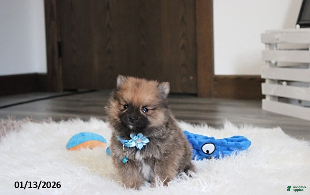 Pomeranian dogs for sale: Asher - Ad 4