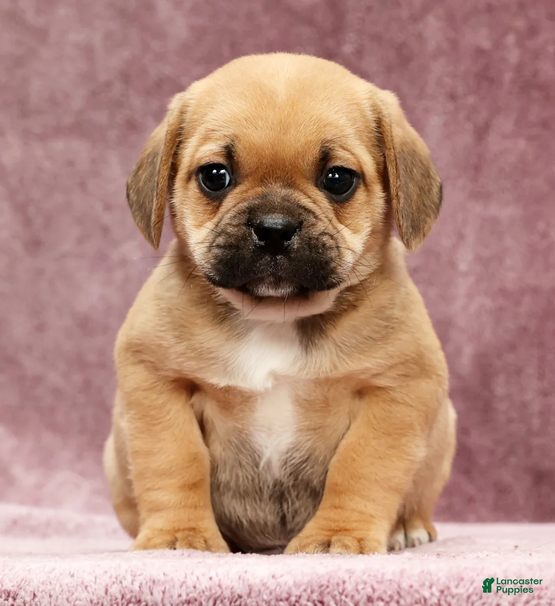 Puggle dogs for sale: Charlie - Ad 2