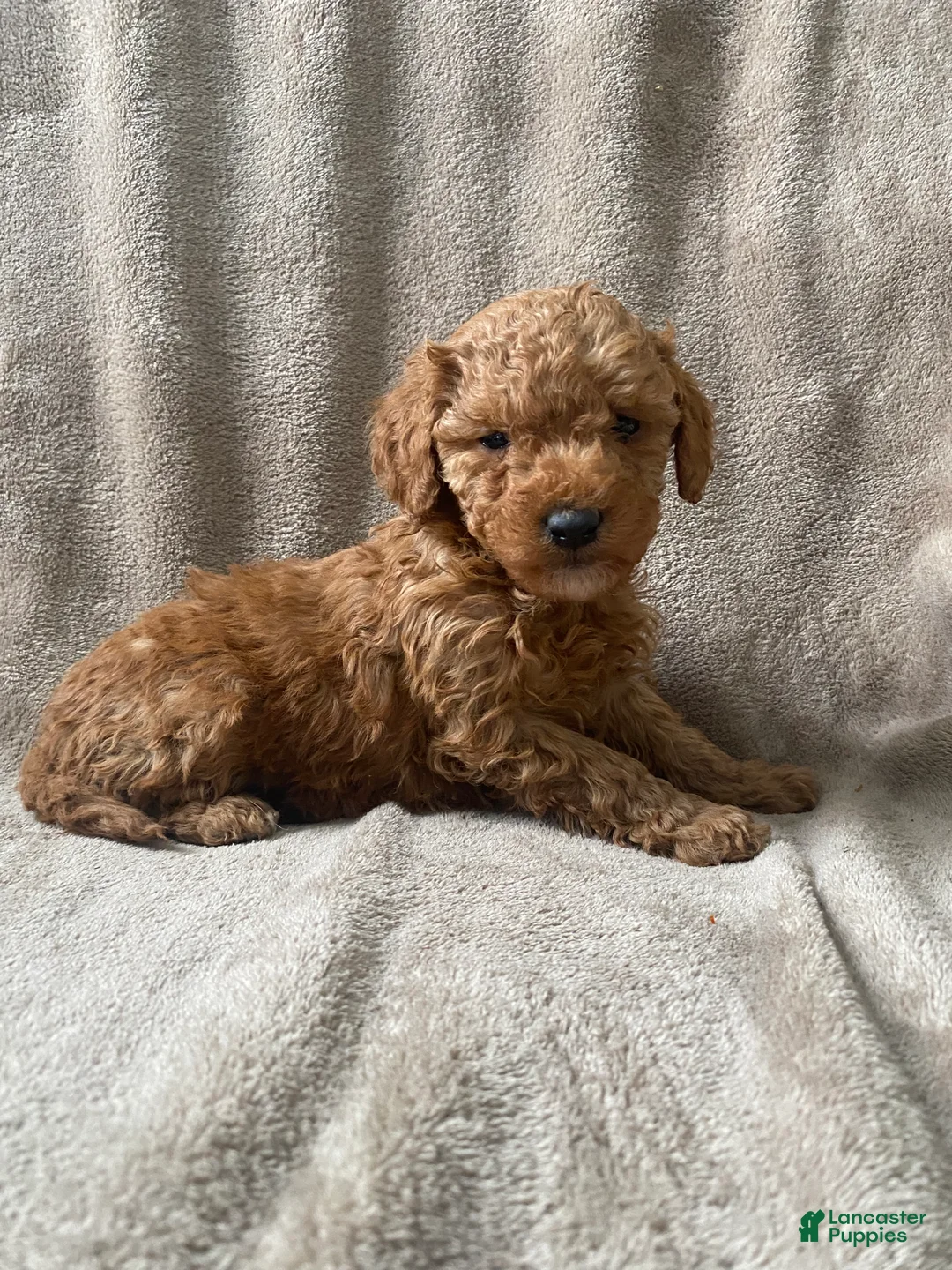 Mini Goldendoodle dogs for sale: Baxter - Ad 2