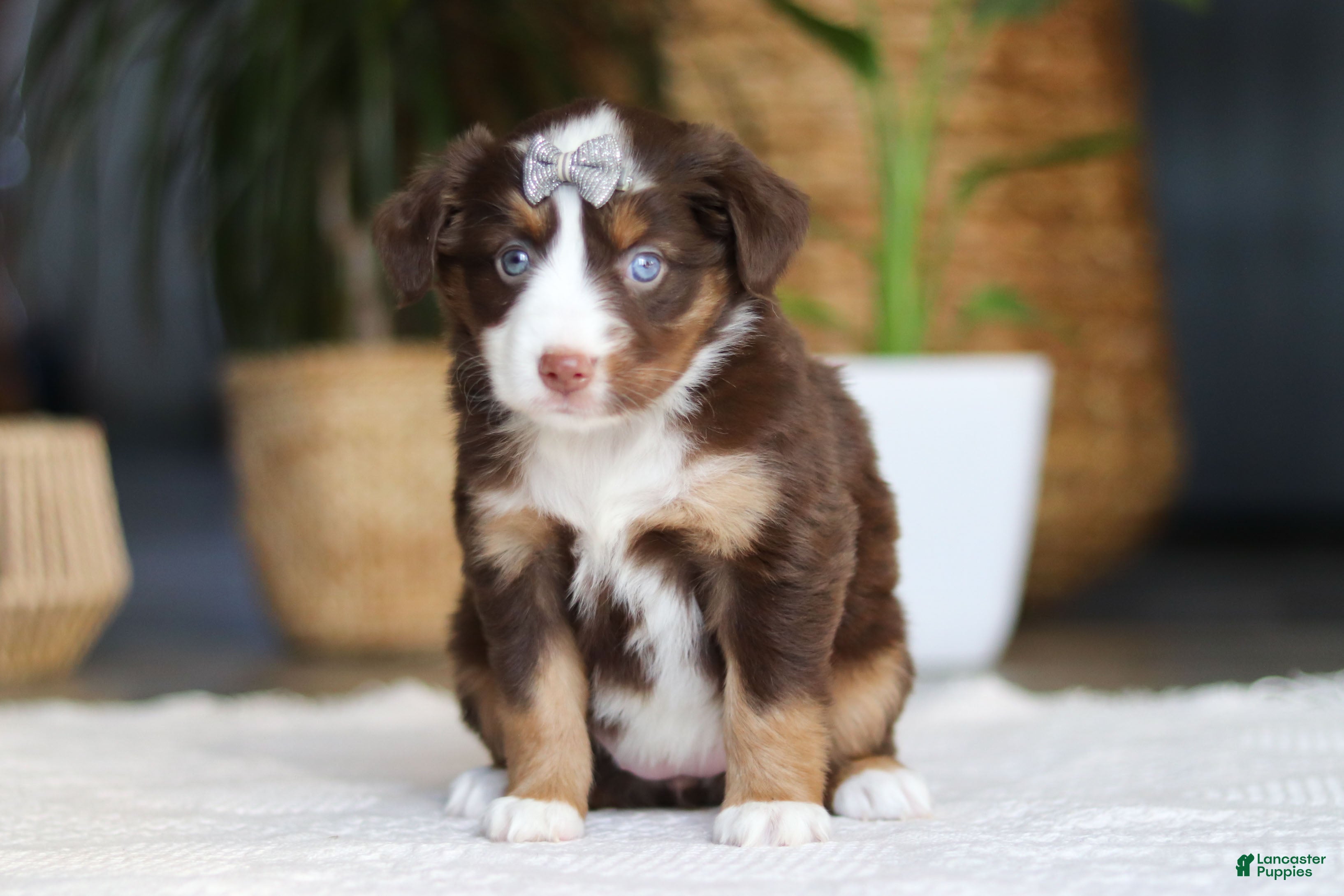 Australian Shepherd dogs Willow - Ad 1