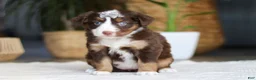 Australian Shepherd dogs for sale: Willow - Ad 1