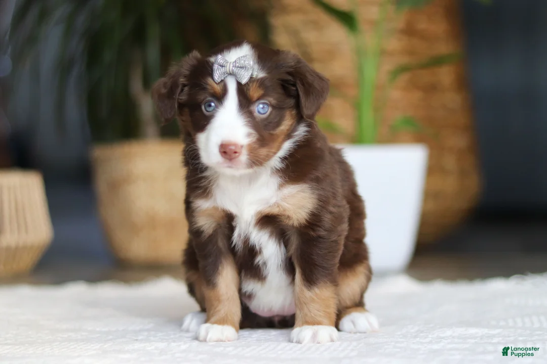 Australian Shepherd dogs for sale: Willow - Ad 1
